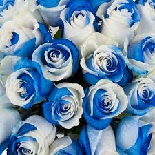 Blue and White Rose Flower Seeds for Planting – Heirloom NonGMO Premium Organic Garden Seeds with High Germination
Sale