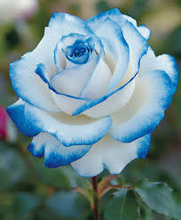 Blue and White Rose Flower Seeds for Planting – Heirloom NonGMO Premium Organic Garden Seeds with High Germination
Sale for planting in home garden