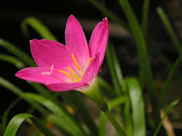 Pink Zephyranthes Flower Seeds for Planting – Heirloom NonGMO Colorful Organic Garden Seeds with High Germination
Sale for planting in home garden