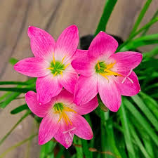 Pink Zephyranthes Flower Seeds for Planting – Heirloom NonGMO Colorful Organic Garden Seeds with High Germination
Sale