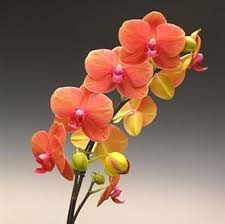 Dark Orange Phalaenopsis Orchid Seeds for Planting – Heirloom NonGMO Drought Tolerant Organic Garden Seeds with High Germination
Sale