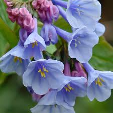 Blue Bell Orchid Flower Seeds for Planting – Heirloom NonGMO Fragrant Organic Garden Seeds with High Germination
Sale for planting in home garden