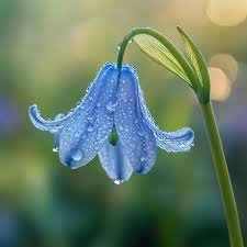 Blue Bell Orchid Flower Seeds for Planting – Heirloom NonGMO Fragrant Organic Garden Seeds with High Germination
Sale