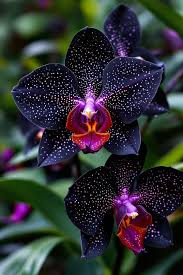 Black Phalaenopsis Orchid Flower Seeds for Planting – Heirloom NonGMO Pollinator Friendly Organic Garden Seeds with High Germination
Sale
