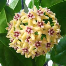 Pale Yellow Hoya Flower Seeds for Planting – Heirloom NonGMO Compact Organic Garden Seeds with High Germination
Sale for planting in home garden