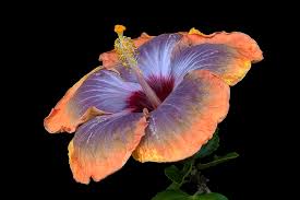 Blue Orange Hibiscus Flower Seeds for Planting – Heirloom NonGMO Long Bloom Organic Garden Seeds with High Germination
Sale for planting in home garden