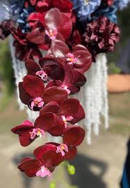 Burgundy Phalaenopsis Orchid Flower Seeds for Planting – Heirloom NonGMO Low Maintenance Organic Garden Seeds with High Germination
Sale for planting in home garden
