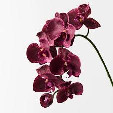 Burgundy Phalaenopsis Orchid Flower Seeds for Planting – Heirloom NonGMO Low Maintenance Organic Garden Seeds with High Germination
Sale