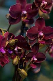 Burgundy Phalaenopsis Orchid Flower Seeds for Planting – Heirloom NonGMO Low Maintenance Organic Garden Seeds with High Germination
Sale