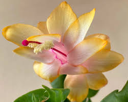 Yellow Schlumbergera Seeds for Planting – Heirloom NonGMO Colorful Blooms – Organic Garden Seeds
Sale