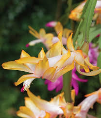 Yellow Schlumbergera Seeds for Planting – Heirloom NonGMO Colorful Blooms – Organic Garden Seeds
Sale for planting in home garden