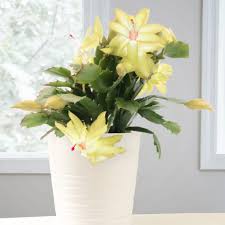 Yellow Schlumbergera Seeds for Planting – Heirloom NonGMO Colorful Blooms – Organic Garden Seeds
Sale