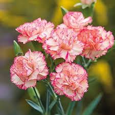 Baby Pink Carnation Flower Seeds for Planting Heirloom NonGMO High Germination Organic Garden Seeds
Sale