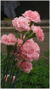 Baby Pink Carnation Flower Seeds for Planting Heirloom NonGMO High Germination Organic Garden Seeds
Sale