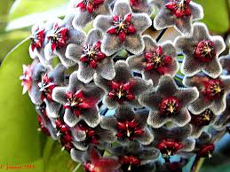 Black Red Hoya Flower Seeds for Planting – Heirloom NonGMO High Germination Organic Garden Seeds
Sale for planting in home garden