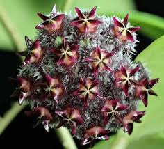 Black Red Hoya Flower Seeds for Planting – Heirloom NonGMO High Germination Organic Garden Seeds
Sale