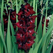 Red Black Gladiolus Flower Seeds for Planting – Heirloom NonGMO High Germination Organic Garden Seeds
Sale