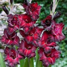 Red Black Gladiolus Flower Seeds for Planting – Heirloom NonGMO High Germination Organic Garden Seeds
Sale