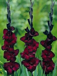 Red Black Gladiolus Flower Seeds for Planting – Heirloom NonGMO High Germination Organic Garden Seeds
Sale for planting in home garden