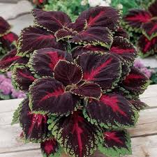 Maroon Coleus Seeds for Planting – Heirloom NonGMO High Germination Organic Garden Seeds for Long Bloom Season
Sale for planting in home garden
