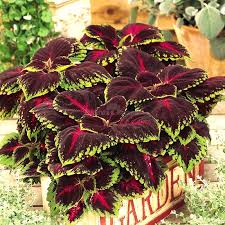 Maroon Coleus Seeds for Planting – Heirloom NonGMO High Germination Organic Garden Seeds for Long Bloom Season
Sale
