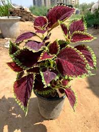 Maroon Coleus Seeds for Planting – Heirloom NonGMO High Germination Organic Garden Seeds for Long Bloom Season
Sale
