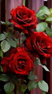 Red Rose Flower Seeds for Planting – Heirloom NonGMO High Germination Organic Garden Seeds for Home Gardens
Sale