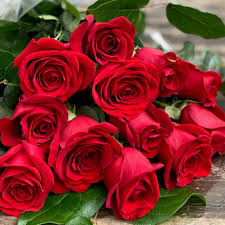 Red Rose Flower Seeds for Planting – Heirloom NonGMO High Germination Organic Garden Seeds for Home Gardens
Sale for planting in home garden