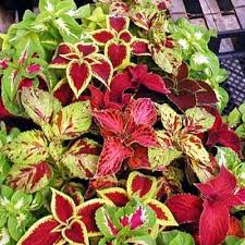 Green Coleus Seeds for Planting – Heirloom NonGMO High Germination Organic Garden Seeds Hardy ShadeLoving Variety
Sale for planting in home garden