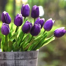 Purple Tulip Flower Seeds for Planting – Heirloom NonGMO High Germination Organic Garden Seeds Garden Favorite
Sale for planting in home garden