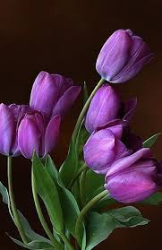 Purple Tulip Flower Seeds for Planting – Heirloom NonGMO High Germination Organic Garden Seeds Garden Favorite
Sale