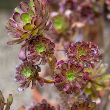 Brown Green Succulent Flower Seeds for Planting – Heirloom NonGMO High Germination Organic Garden Seeds Vibrant Colors
Sale