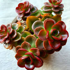 Brown Green Succulent Flower Seeds for Planting – Heirloom NonGMO High Germination Organic Garden Seeds Vibrant Colors
Sale for planting in home garden