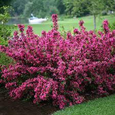 Pink Weigela Flower Seeds for Planting – Heirloom NonGMO High Germination Organic Garden Seeds Bright Blooming Shrub
Sale