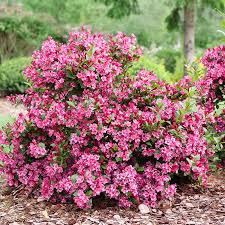 Pink Weigela Flower Seeds for Planting – Heirloom NonGMO High Germination Organic Garden Seeds Bright Blooming Shrub
Sale