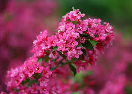 Pink Weigela Flower Seeds for Planting – Heirloom NonGMO High Germination Organic Garden Seeds Bright Blooming Shrub
Sale for planting in home garden