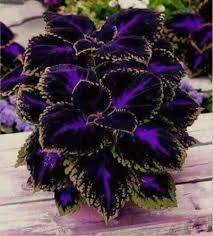 Black Coleus Flower Seeds for Planting – Heirloom NonGMO High Germination Organic Garden Seeds Premium Quality
Sale for planting in home garden