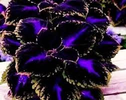 Black Coleus Flower Seeds for Planting – Heirloom NonGMO High Germination Organic Garden Seeds Premium Quality
Sale