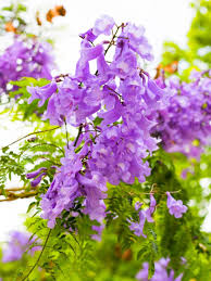 Lavender Jacaranda Flower Seeds for Planting Heirloom NonGMO Shade Tolerant High Germination
Sale