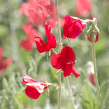 Red Sweet Pea Flower Seeds for Planting Heirloom NonGMO Sun Loving High Germination Garden Seeds
Sale