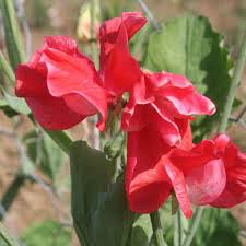 Red Sweet Pea Flower Seeds for Planting Heirloom NonGMO Sun Loving High Germination Garden Seeds
Sale for planting in home garden
