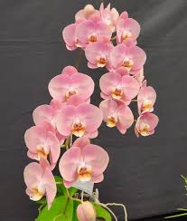 Light Pink Phalaenopsis Orchid Seeds for Planting Heirloom NonGMO Wildflower Mix High Germination
Sale