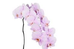 Light Pink Phalaenopsis Orchid Seeds for Planting Heirloom NonGMO Wildflower Mix High Germination
Sale