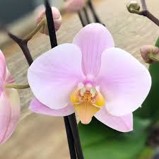 Light Pink Phalaenopsis Orchid Seeds for Planting Heirloom NonGMO Wildflower Mix High Germination
Sale for planting in home garden