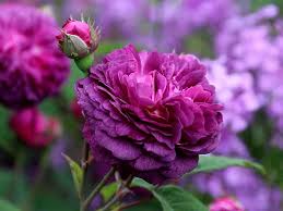 Deep Purple Climbing Rose Flower Seeds for Planting Heirloom NonGMO Organic Garden Seeds
Sale for planting in home garden