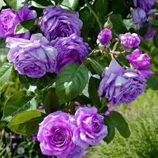 Deep Purple Climbing Rose Flower Seeds for Planting Heirloom NonGMO Organic Garden Seeds
Sale