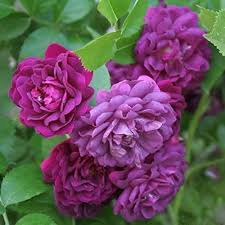 Deep Purple Climbing Rose Flower Seeds for Planting Heirloom NonGMO Organic Garden Seeds
Sale