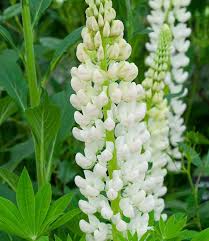 White Lupine Flower Seeds for Planting Heirloom NonGMO Cottage Garden Organic Seeds
Sale for planting in home garden