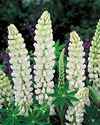White Lupine Flower Seeds for Planting Heirloom NonGMO Cottage Garden Organic Seeds
Sale