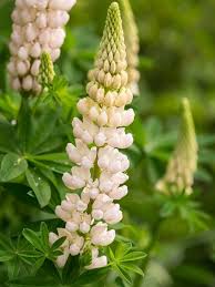 White Lupine Flower Seeds for Planting Heirloom NonGMO Cottage Garden Organic Seeds
Sale